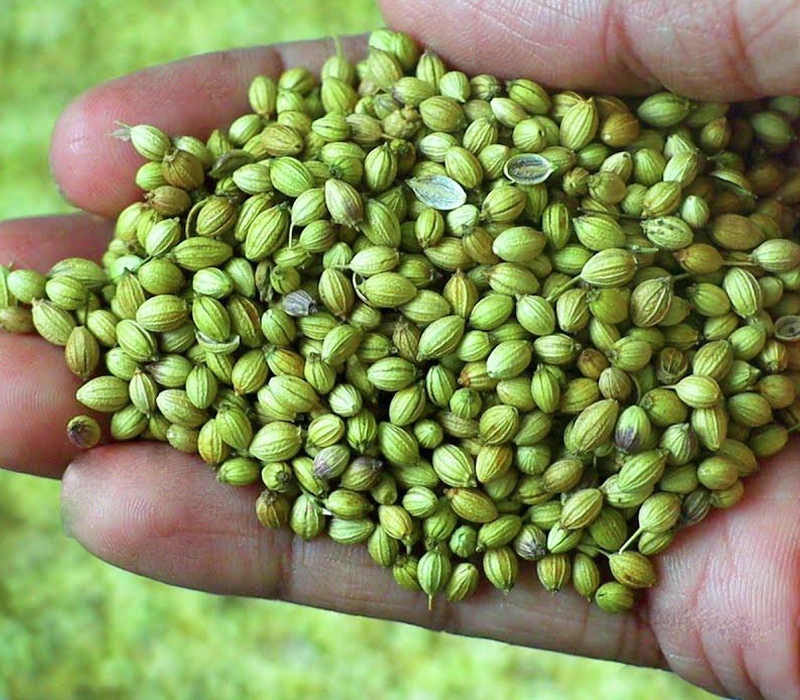 coriander seeds